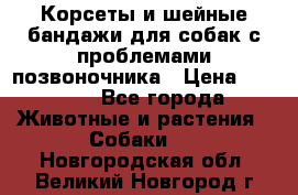 Корсеты и шейные бандажи для собак с проблемами позвоночника › Цена ­ 2 500 - Все города Животные и растения » Собаки   . Новгородская обл.,Великий Новгород г.